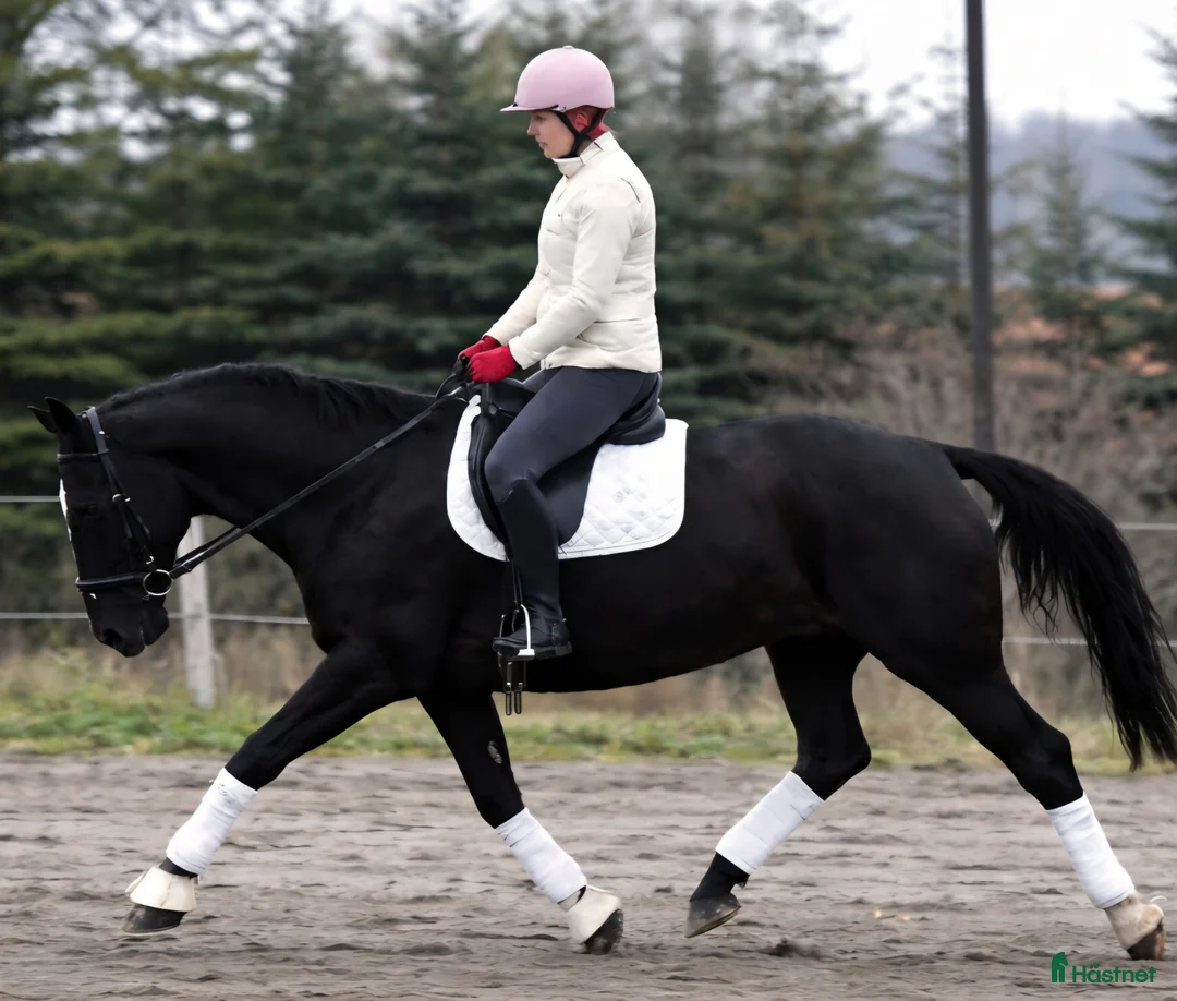 Allround hästar till salu: New Fantastic Silesian - perfect mover - Annons 14