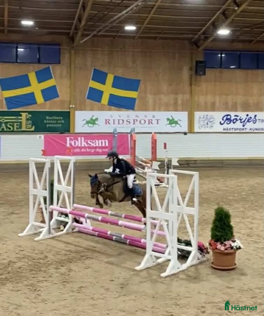 Hoppning hästar till salu: Maxad b-ponny för de högsta klasserna  i Vallåkra - Annons 4