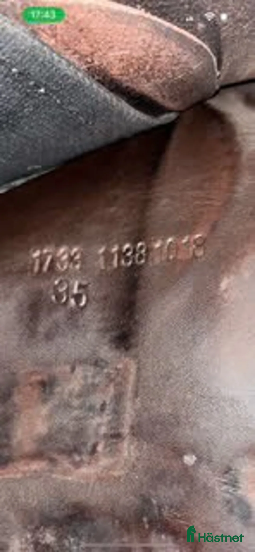 Sadlar hästutrustning till salu: Prestige Paris  i Norrköping - Annons 5