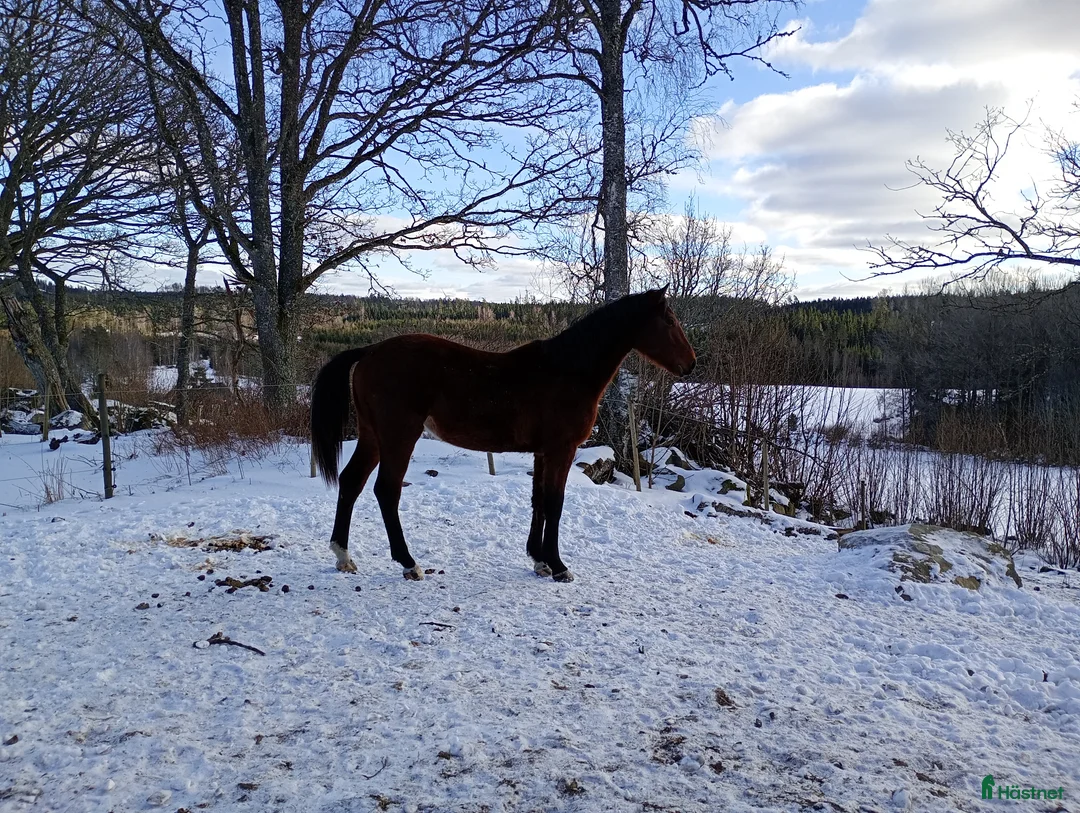 Allround hästar till salu: SWB val f 2024. Fint temperament och härlig gång! - Annons 2