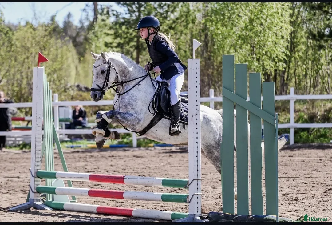Dressyr hästar till salu: Superlöfte för de högsta klasserna i Tallåsen - Annons 2