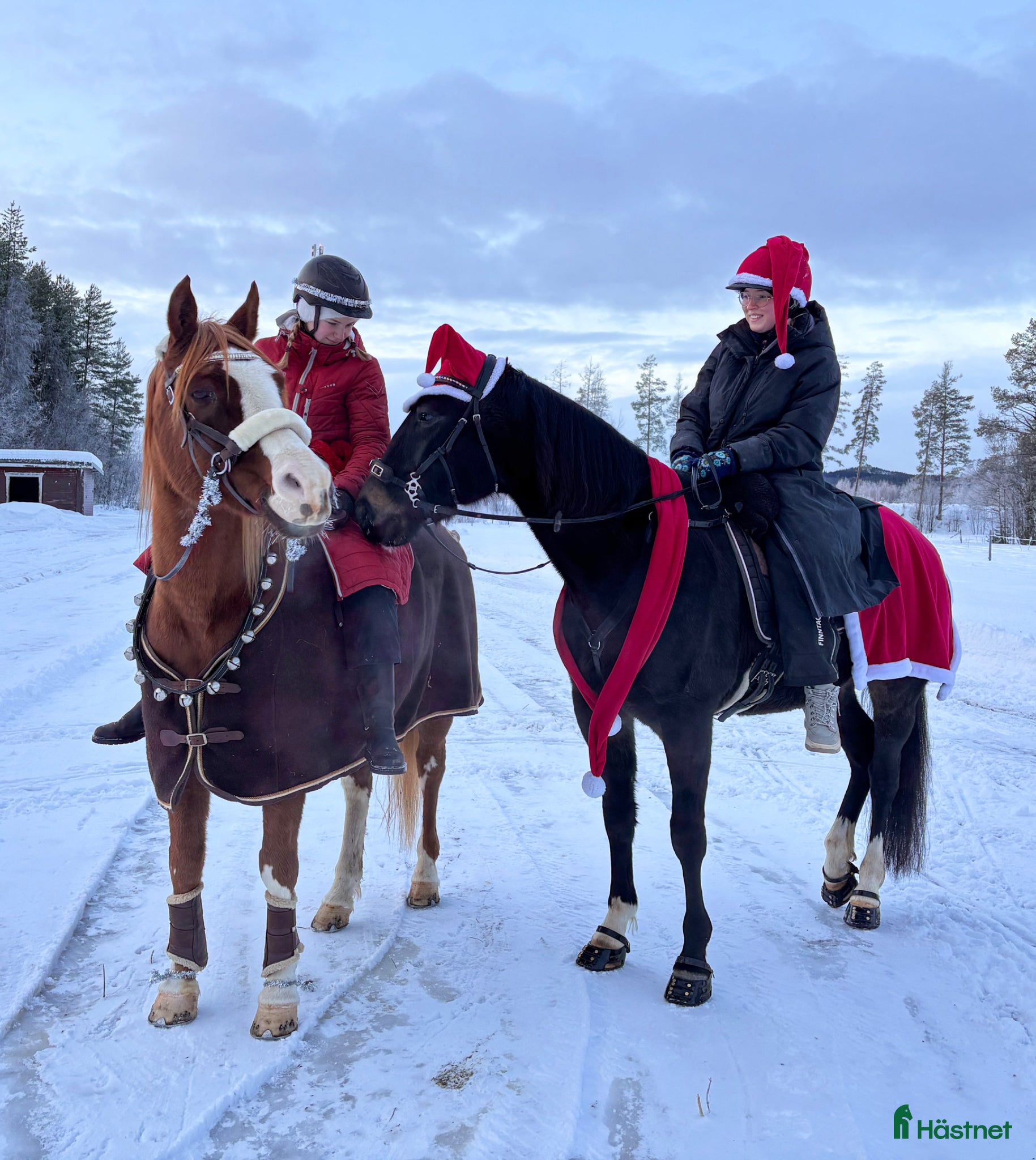 Allround hästar till salu: Super rolig och snäll bästa vän - Annons 8