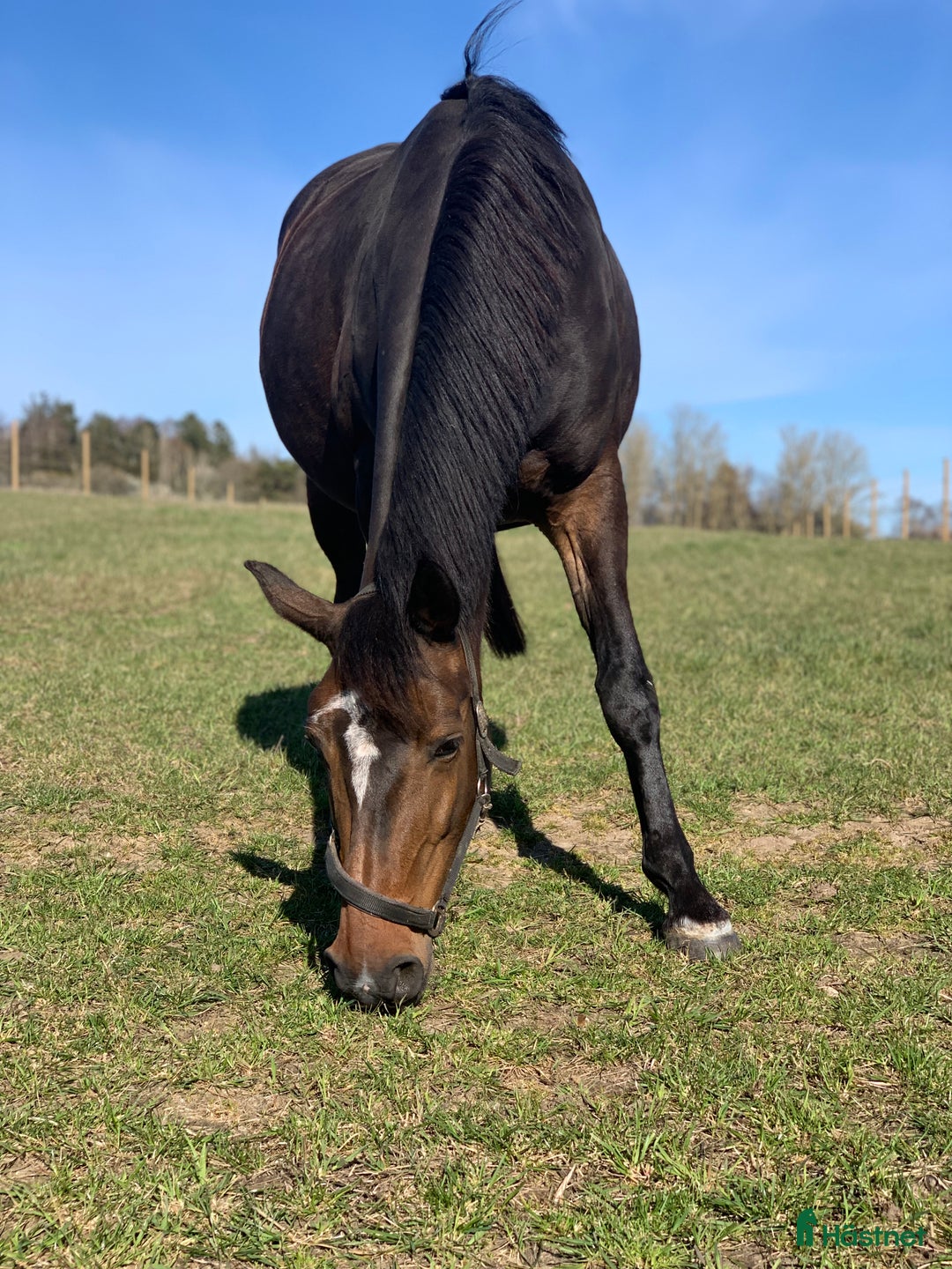 Avelshästar hästar till salu: Top avlshoppe sælges, hophest - Annons 7