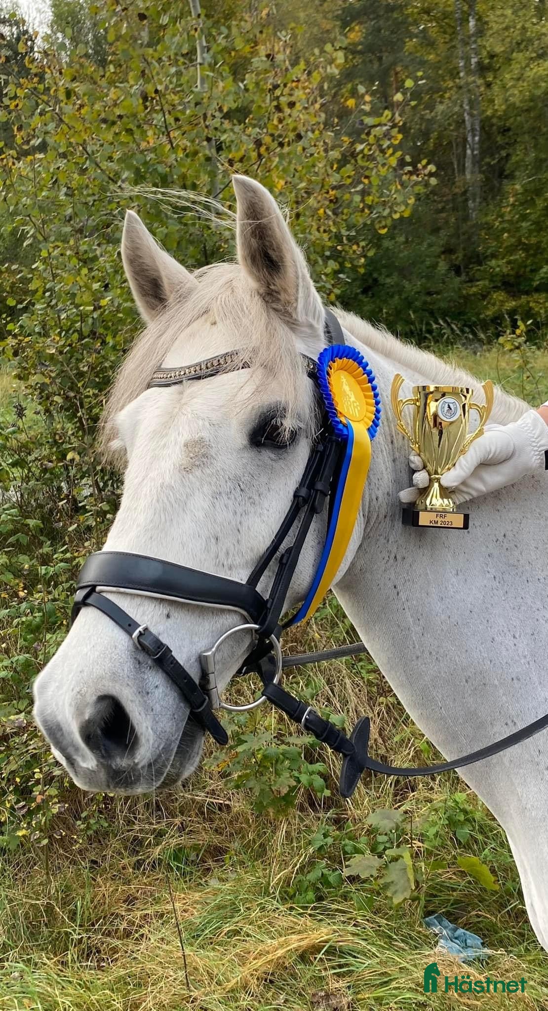  hästar Trygg, cool kille med kapacitet  - Annons 18