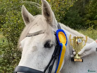 hästar Trygg, cool kille med kapacitet - Annons 18