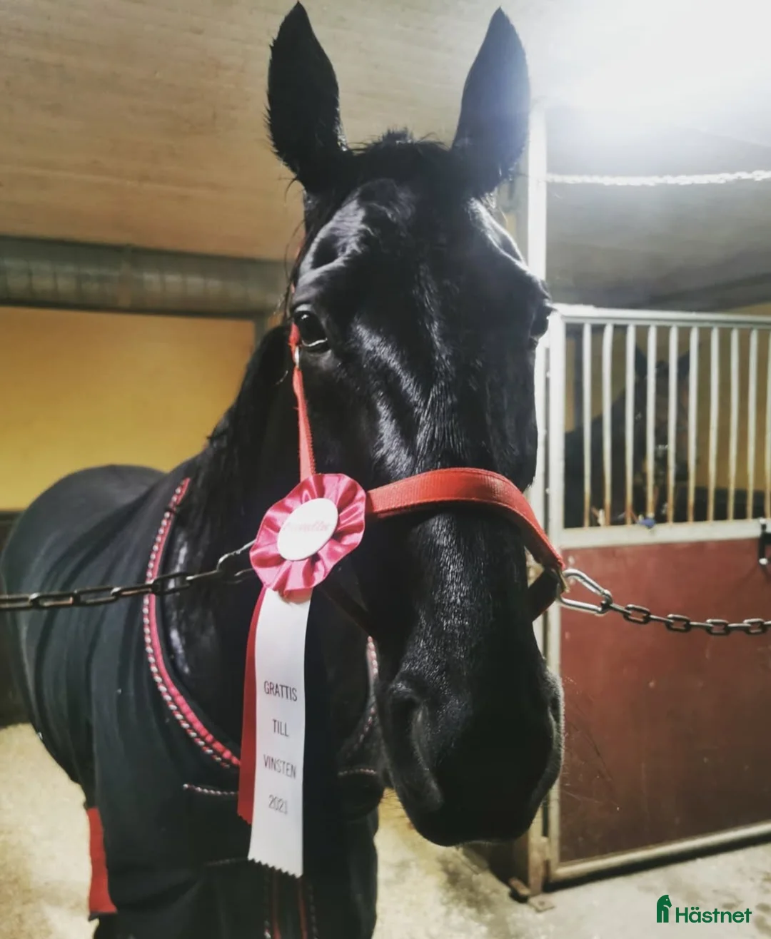  medryttarhäst finnes: Medryttare/pysslare/kusk sökes borås i Borås - Annons 2