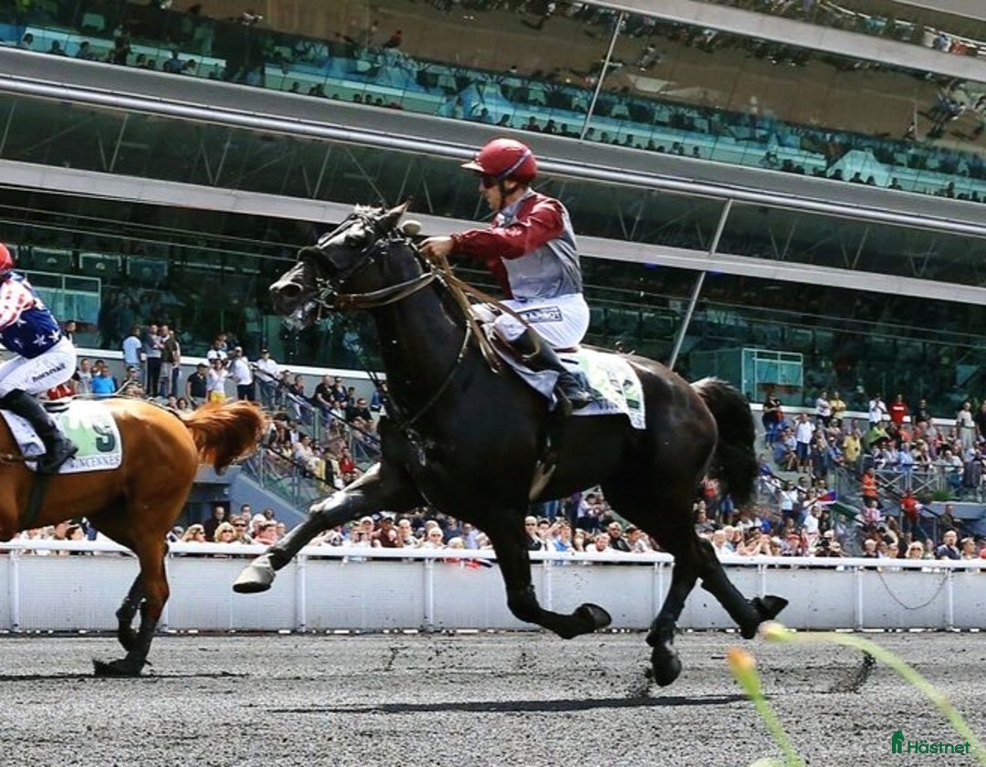 Trav hästar till salu: URGENTLY For sale against bid or leasing i Malmö - Annons 11