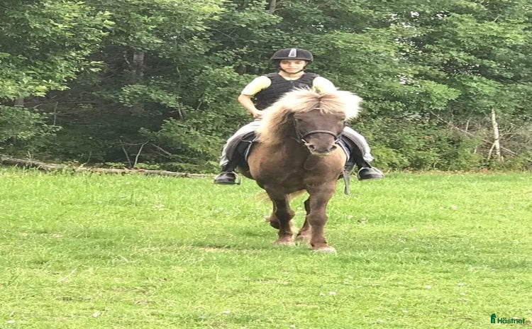  hästar i Frändefors - Annons 1