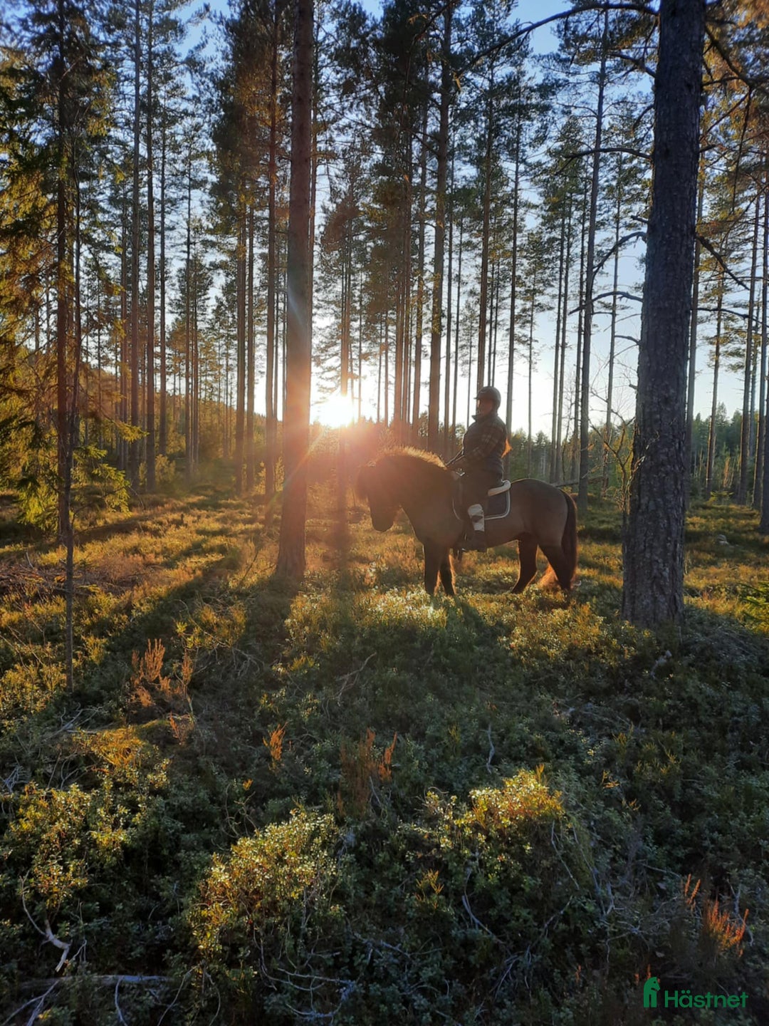 Island hästar till salu: Social känslig kille i Söderala - Bild 5