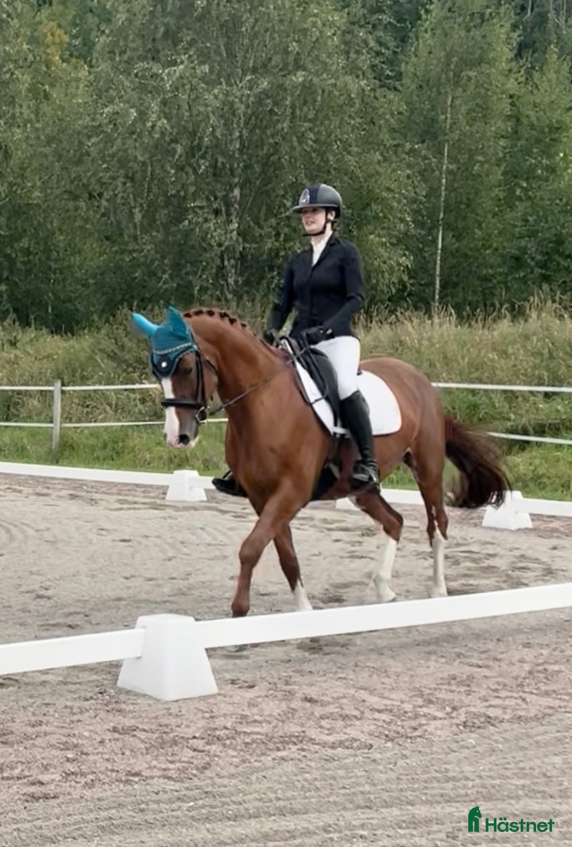  hästar Sportigt sto  i Östervåla - Annons 1