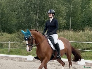 hästar Sportigt sto i Östervåla - Annons 1