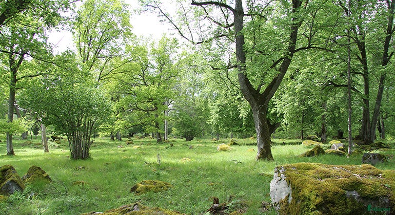  hästar Trygg och okomplicerad häst för dressyr/uteritt i Bromma - Annons 5