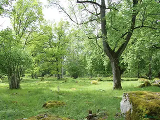hästar Trygg och okomplicerad häst för dressyr/uteritt i Bromma - Annons 5