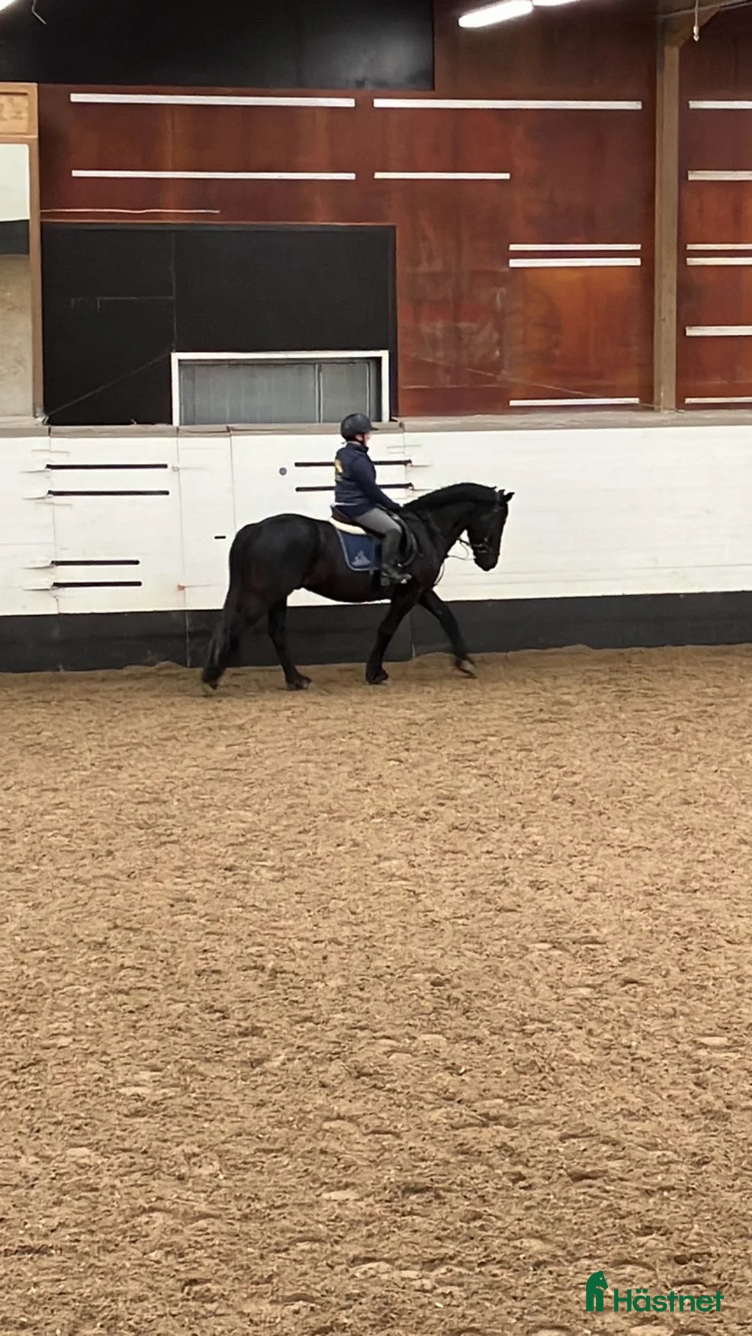  hästjobb finnes: hästtjej söker hästjobb på ridskola - Annons 5