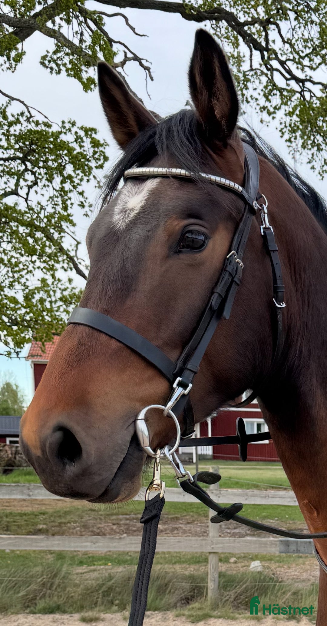 Allround hästar till salu: Trevlig 3-åring i Vissefjärda - Annons 2