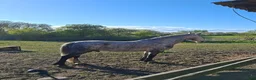 Allround hästar till salu: Frieserkorsning - Annons 1