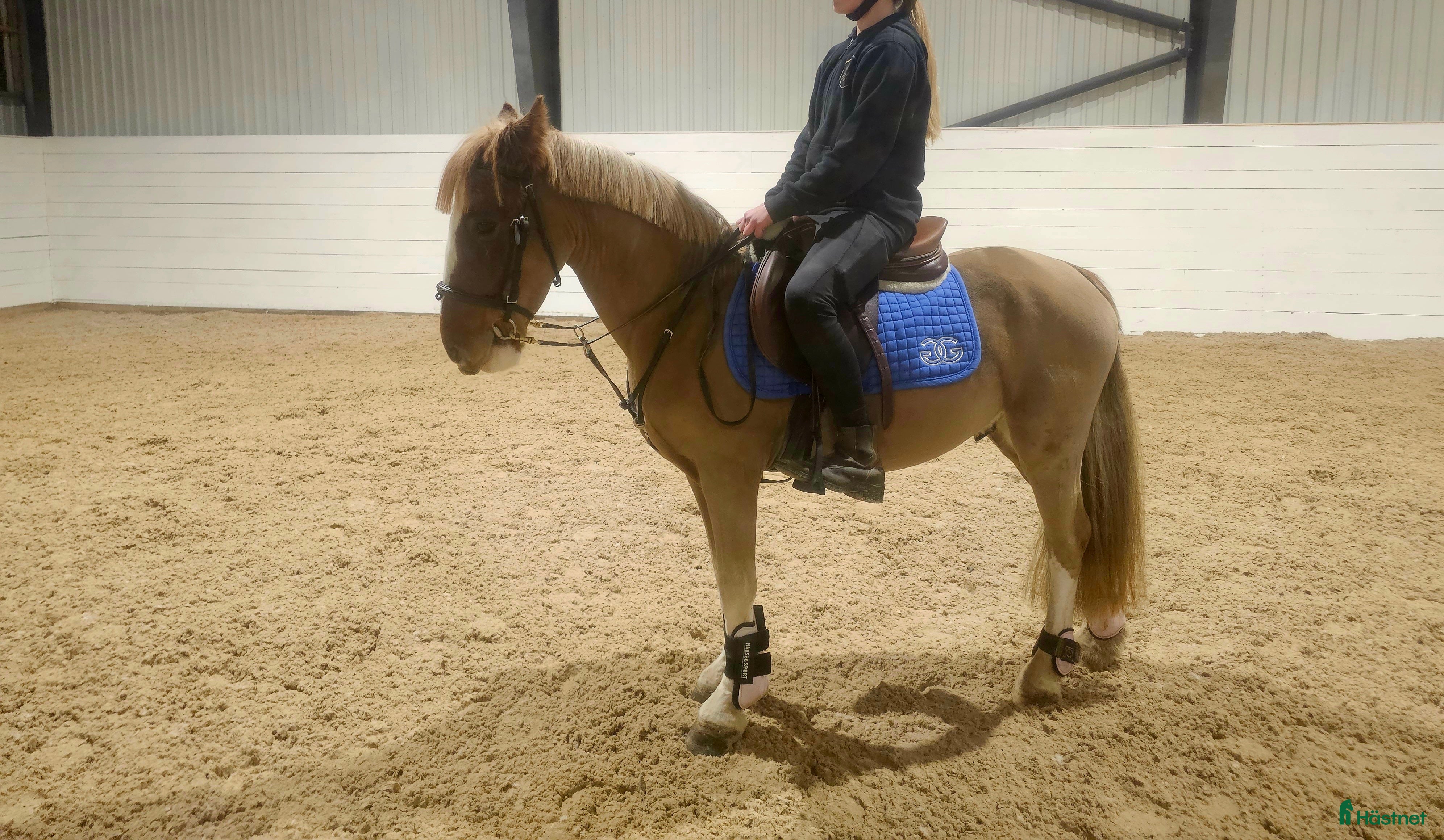  hästar Underbar bästa vän! i Lindesberg - Annons 13