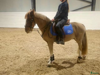 hästar Underbar bästa vän! i Lindesberg - Annons 2