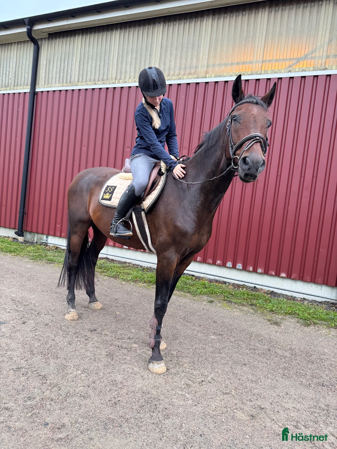  medryttarhäst sökes: Sökes medryttarhäst  i Gråbo - Annons 1