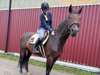 medryttarhäst sökes: Sökes medryttarhäst i Gråbo - Annons 5