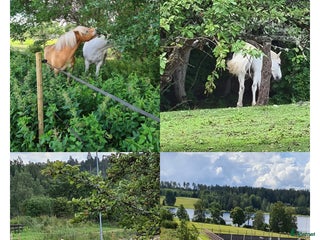stallplats Stall plats med full service i Lindesberg - Annons 1