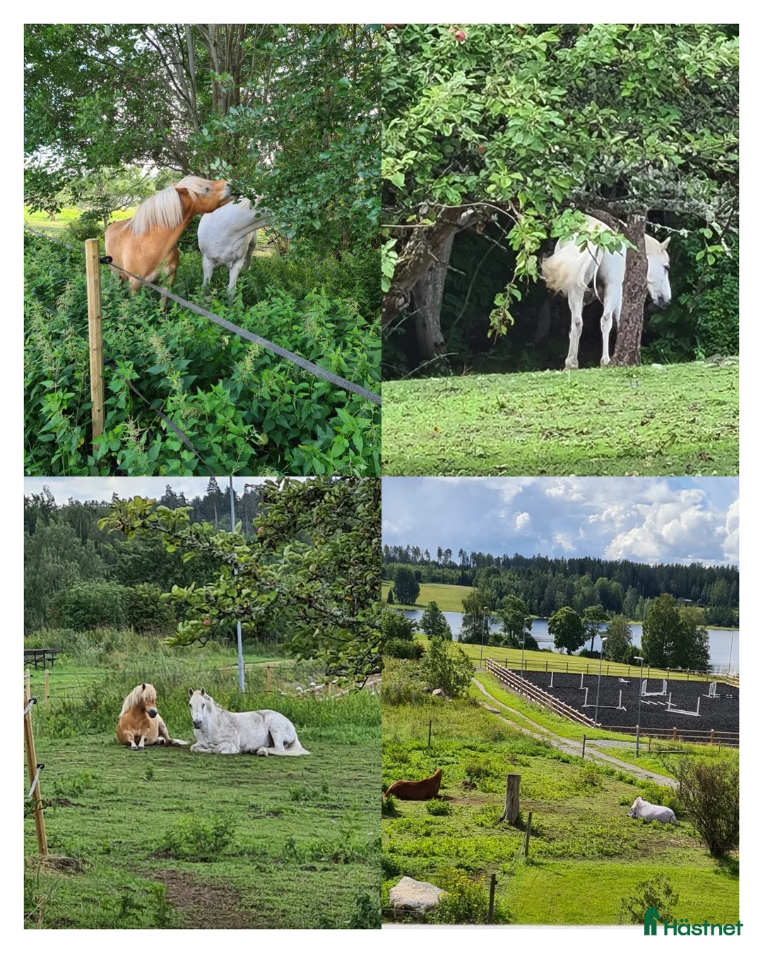  stallplats finnes: Stall plats med full service i Lindesberg - Annons 1