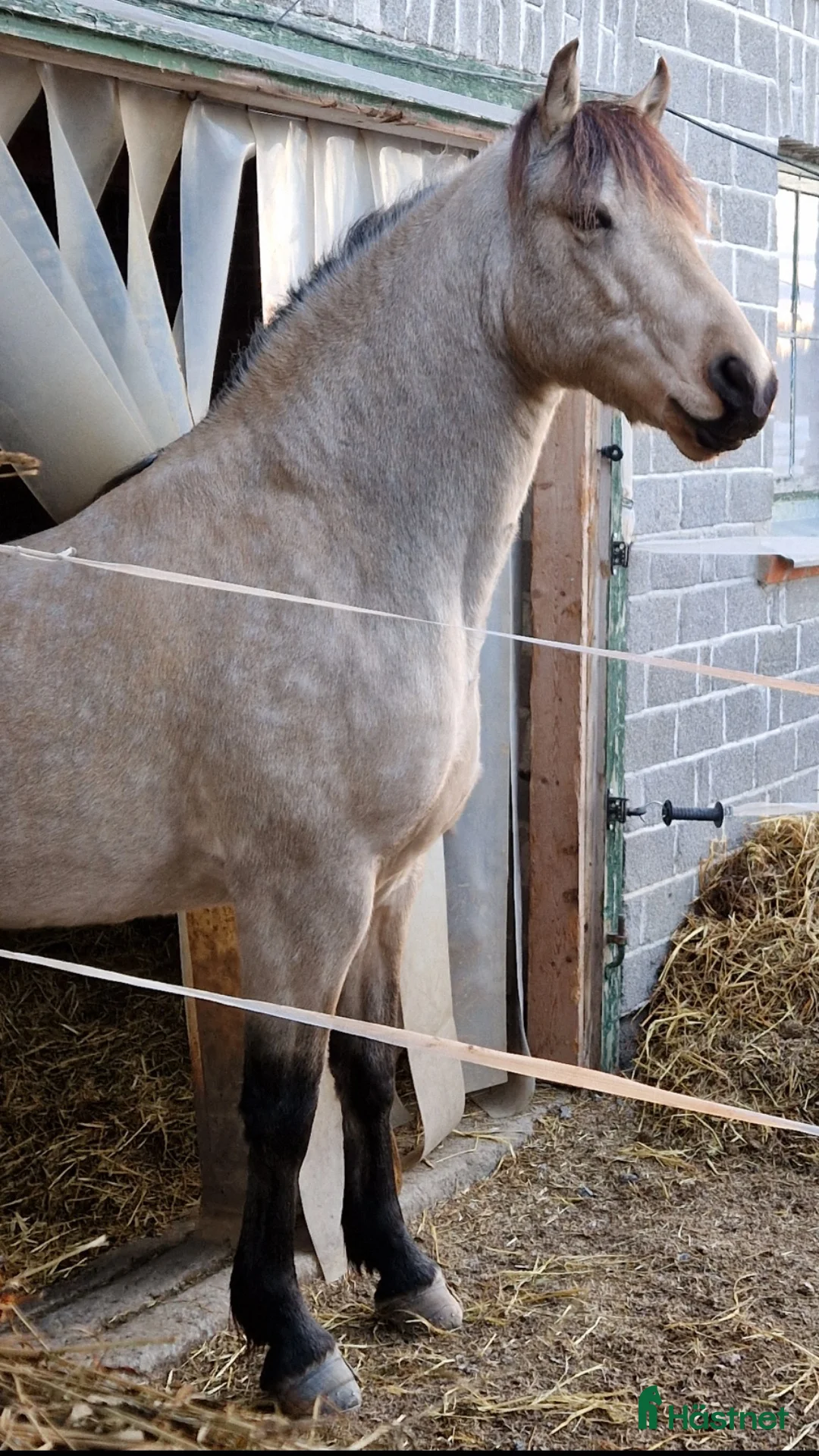 Allround hästar till salu: Valack utlånas på Foder i Lit - Annons 1