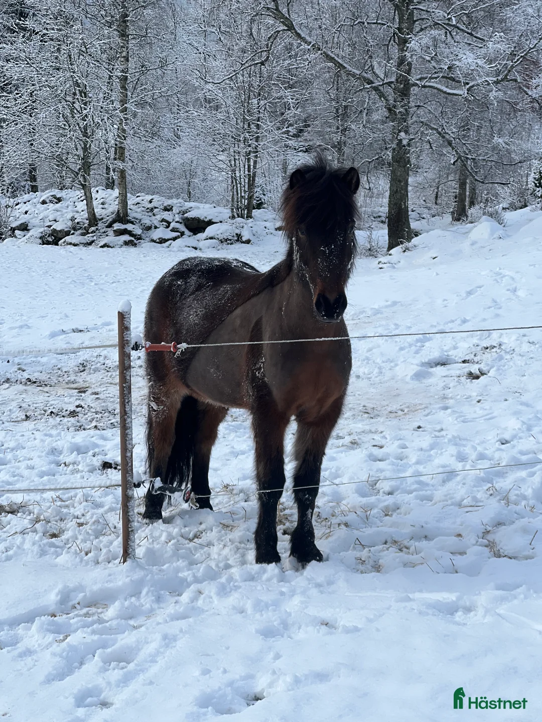 Island hästar till salu: Enastående 4-gångare för högsta klasserna! i Torestorp - Annons 9
