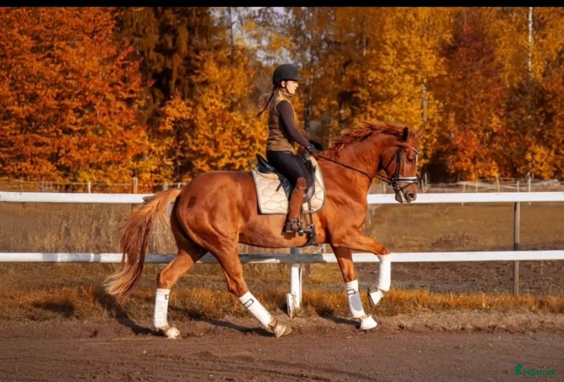  hästar Hlv Fleur de Lis Sällskapshäst med hjärta av guld i Färentuna - Annons 1