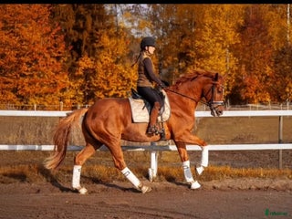 hästar Hlv Fleur de Lis Sällskapshäst med hjärta av guld i Färentuna - Annons 1