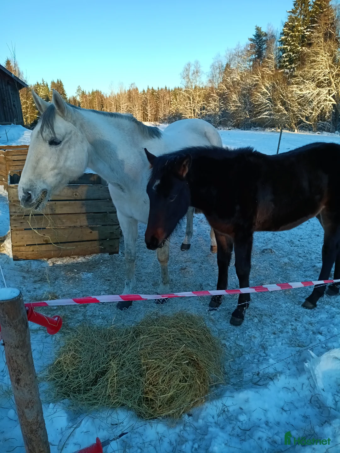 Allround hästar till salu: PocahontaZ barockpinto alternativt byte i Ljung - Annons 4