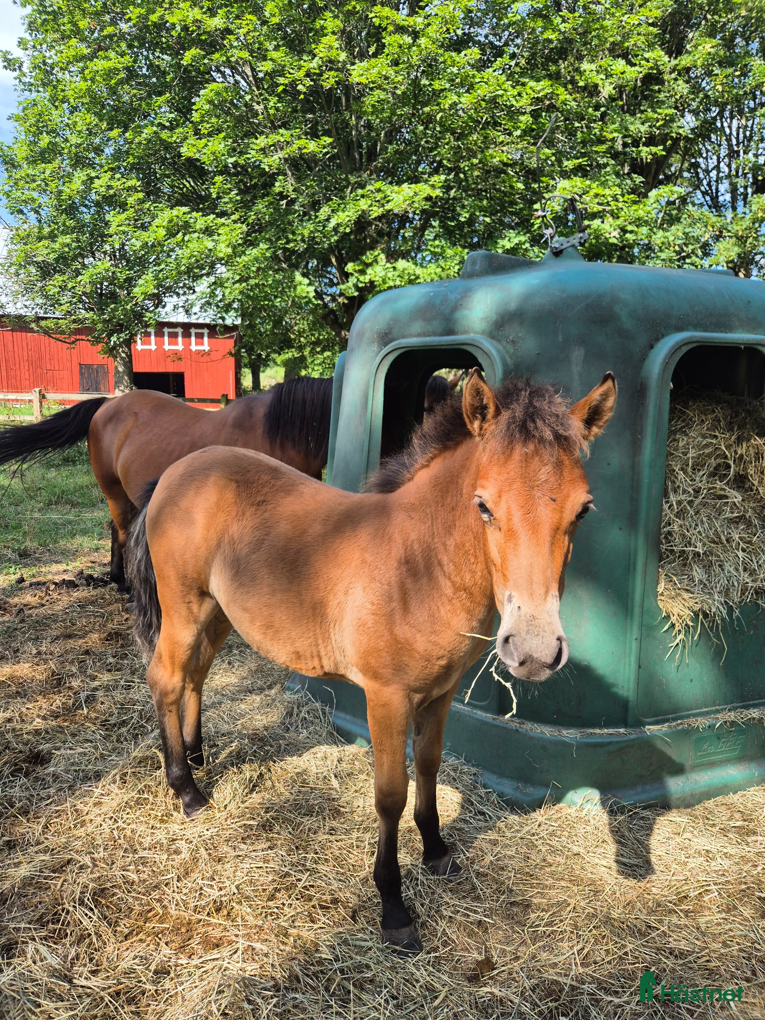  hästar 1-årigt sto till ponnytrav - Annons 6