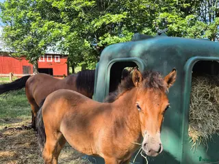 hästar 1-årigt sto till ponnytrav - Annons 6