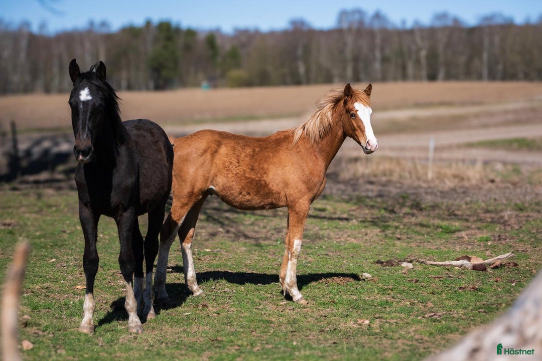 Hoppning hästar till salu: 2 superfina lovande 1-åringar  i Höör - Annons 4