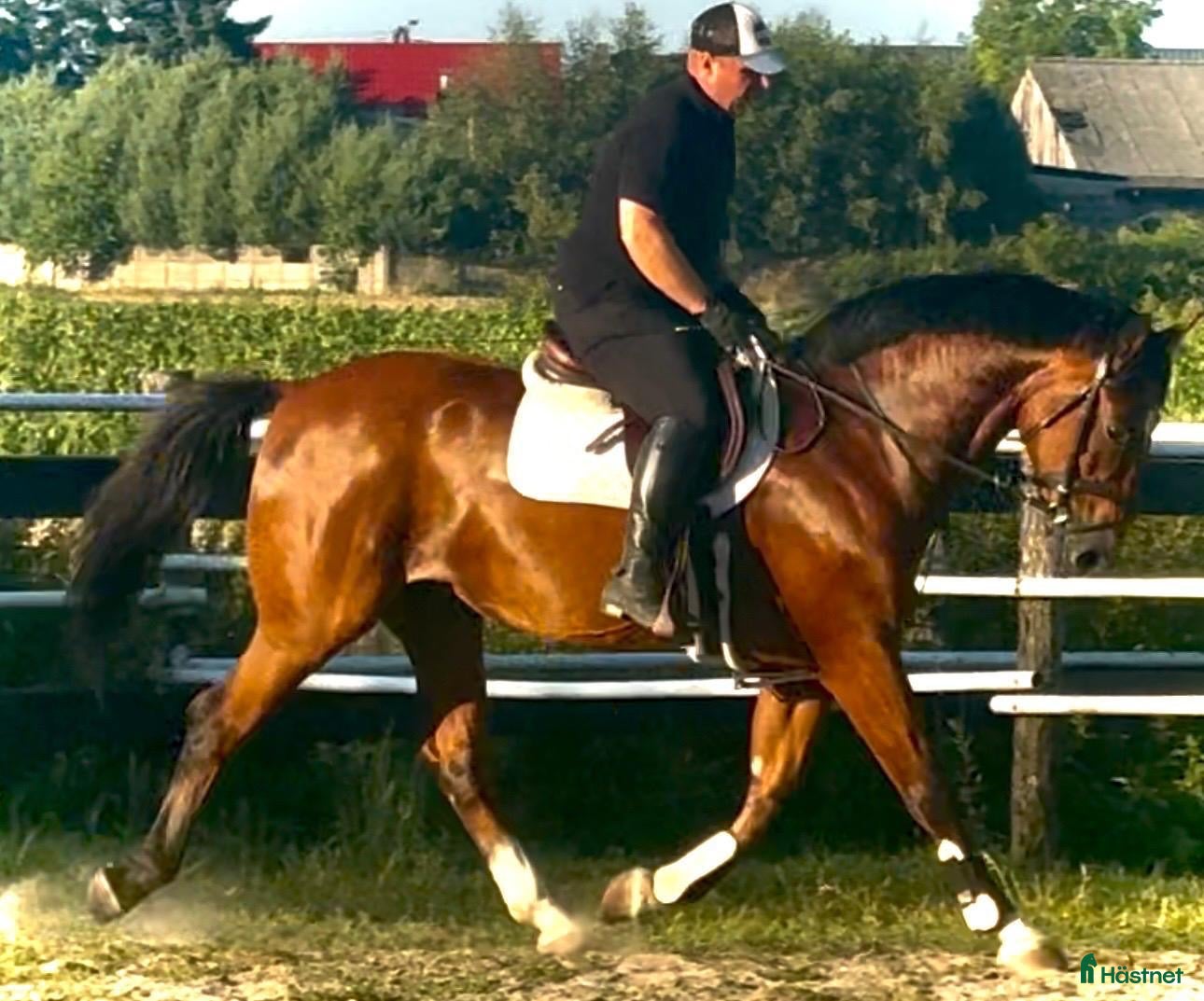  hästar Quality Bay Recreational Gelding – Rubik - Annons 2