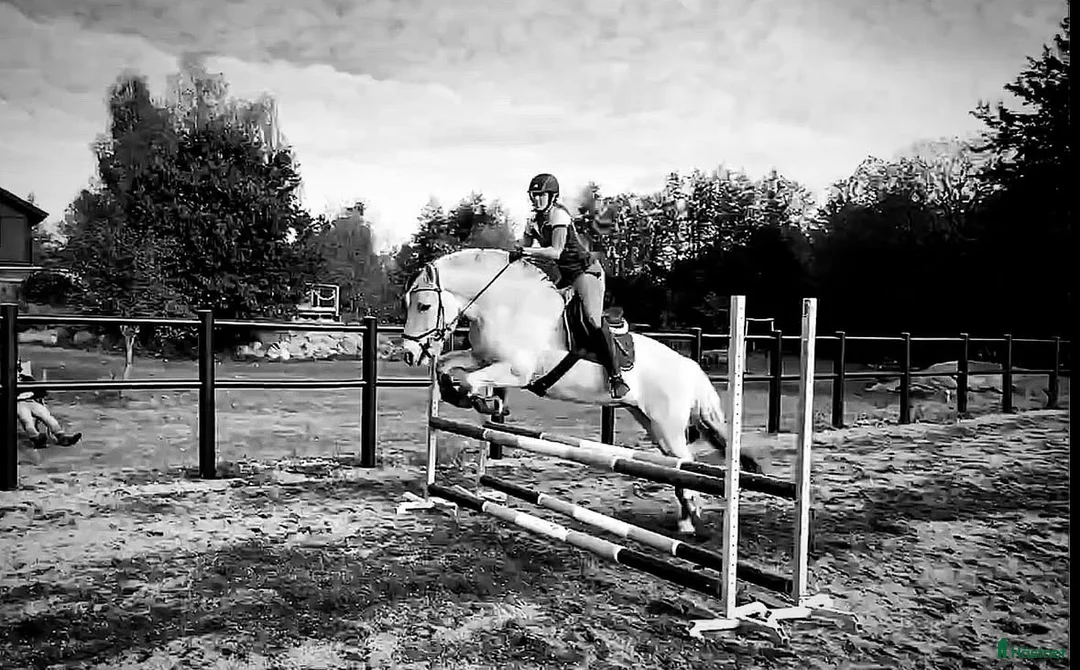  medryttarhäst finnes: Dressyr intresserad ryttare sökes till Fjording i Västerhaninge - Annons 26