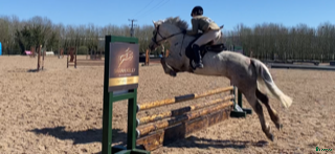 Hoppning hästar till salu: 5 year old with potential for the highest classes i Stockholm-Arlanda - Annons 2