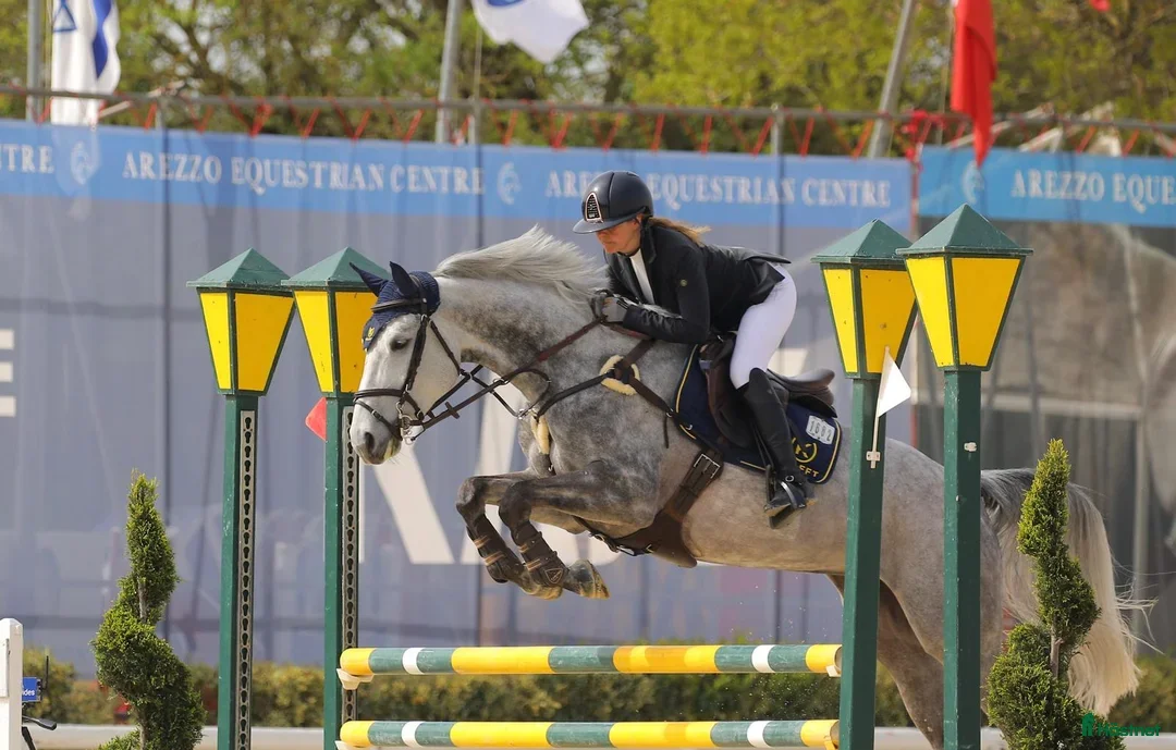  hästar Ärlig och snäll tävlingskompis - Annons 11