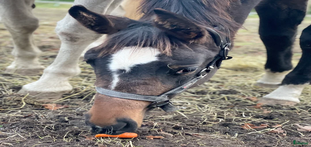 Galleribild {{count}}