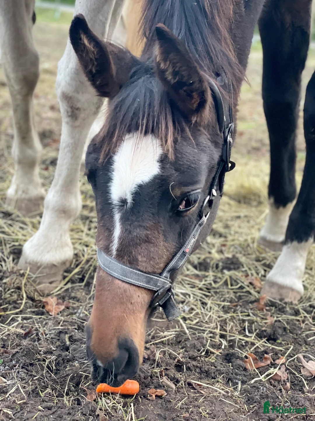 Galleribild {{count}}