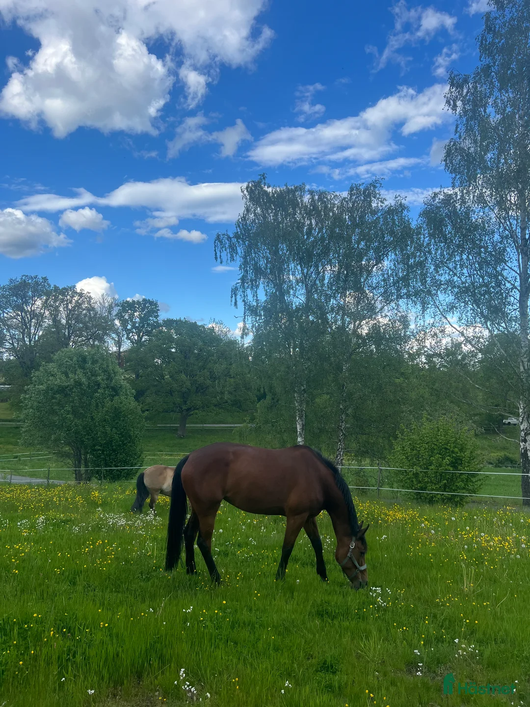 Övrigt hästar till salu:  Fint varmblod söker nytt hem  - Annons 4