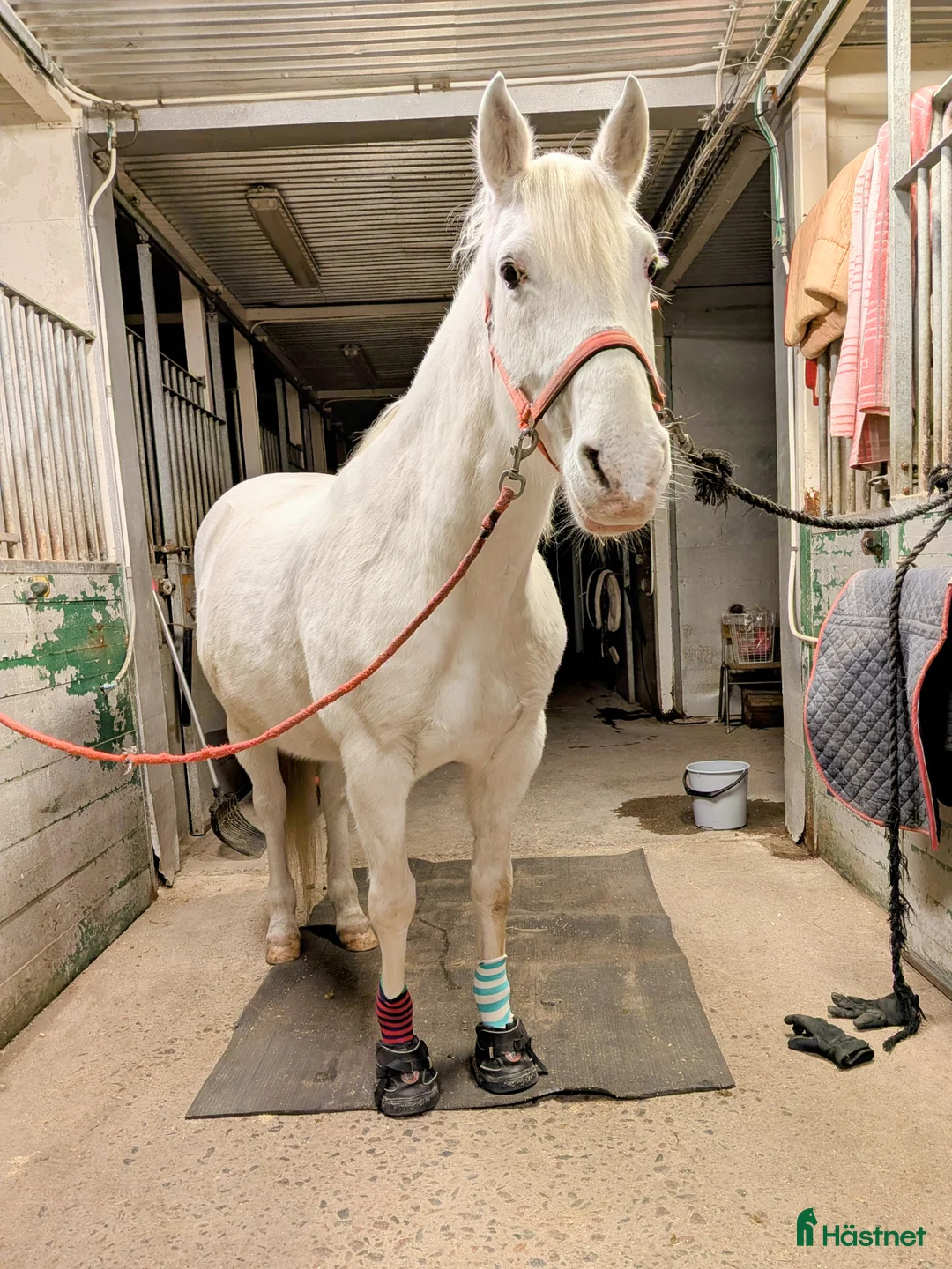  stallplats finnes: Stallplats finns i Kungsbacka - Annons 10