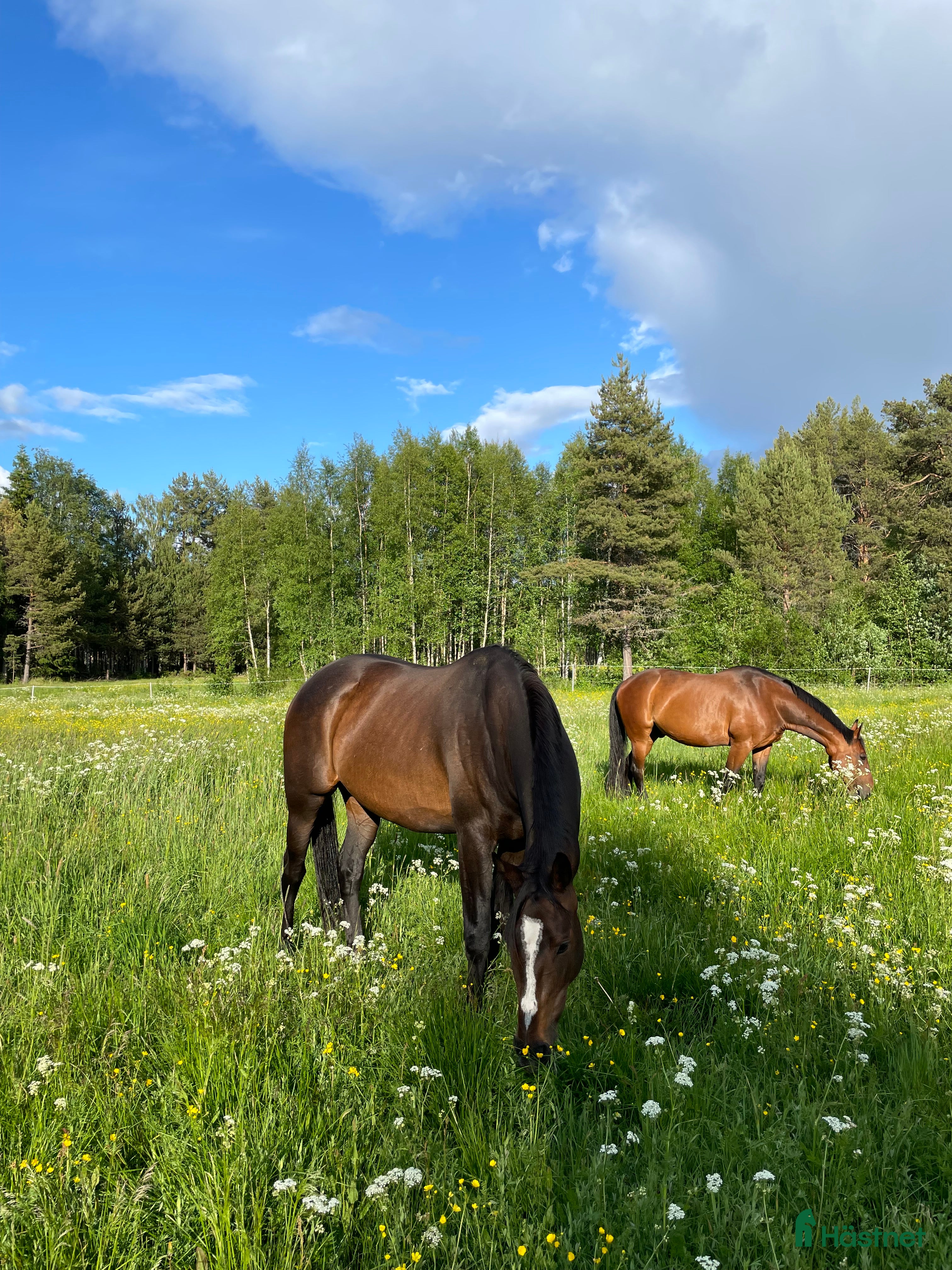  hästar Stort fullblod som sticker ut i mängden  i Sveg - Annons 19