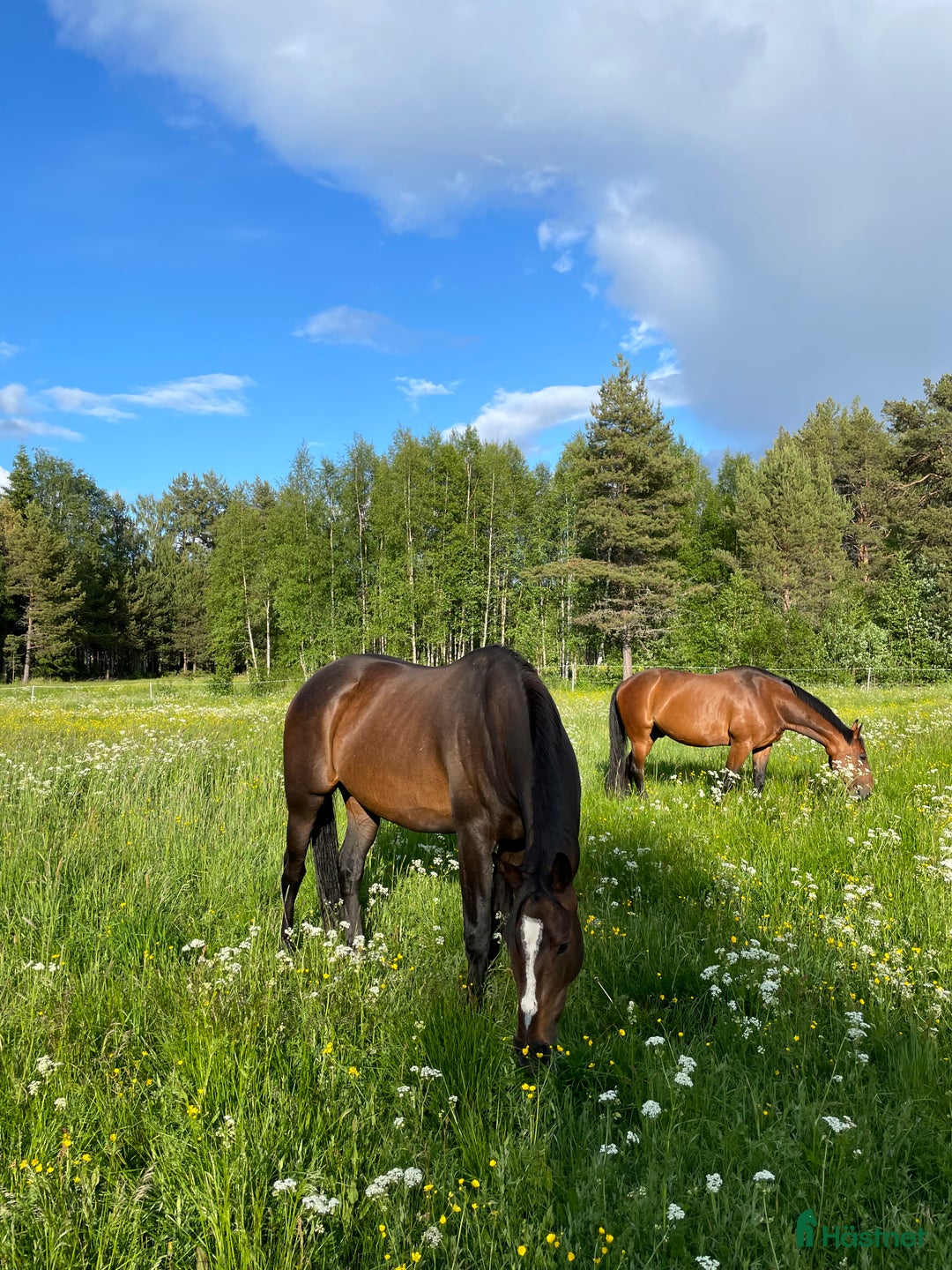 Allround hästar till salu: Stort fullblod som sticker ut i mängden  i Sveg - Annons 1