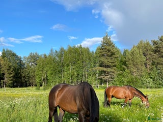 hästar Stort fullblod som sticker ut i mängden i Sveg - Annons 17