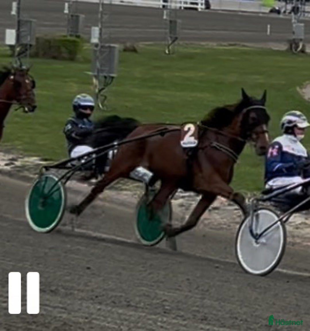 Trav hästar till salu: Starthäst..avel..ridhäst  i Strängnäs - Annons 5