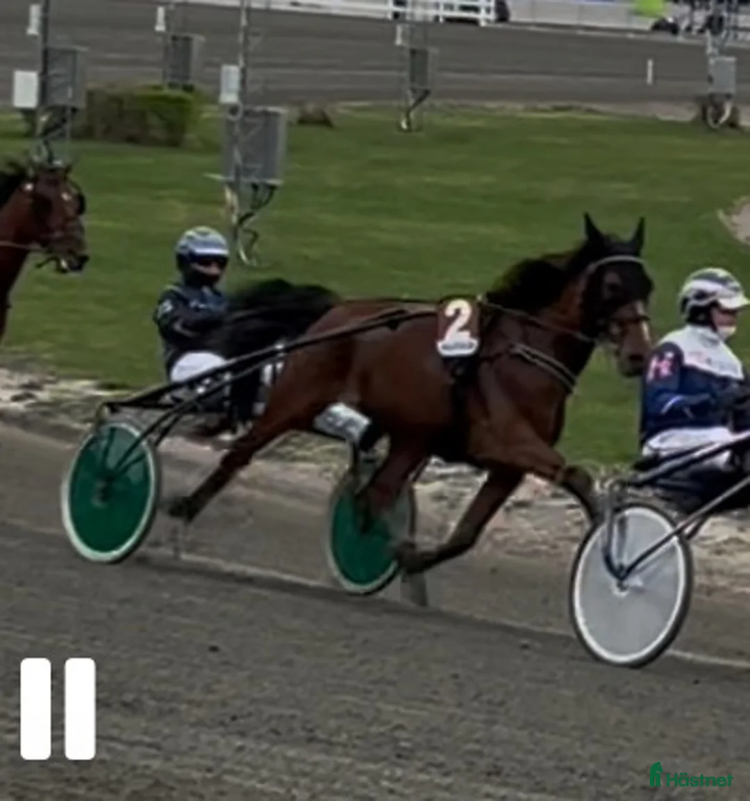 Trav hästar till salu: Starthäst..avel..ridhäst  i Strängnäs - Annons 5