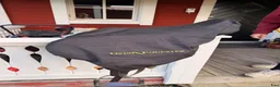 Sadlar hästutrustning till salu: Bytes mot dressyrsadel - Annons 5