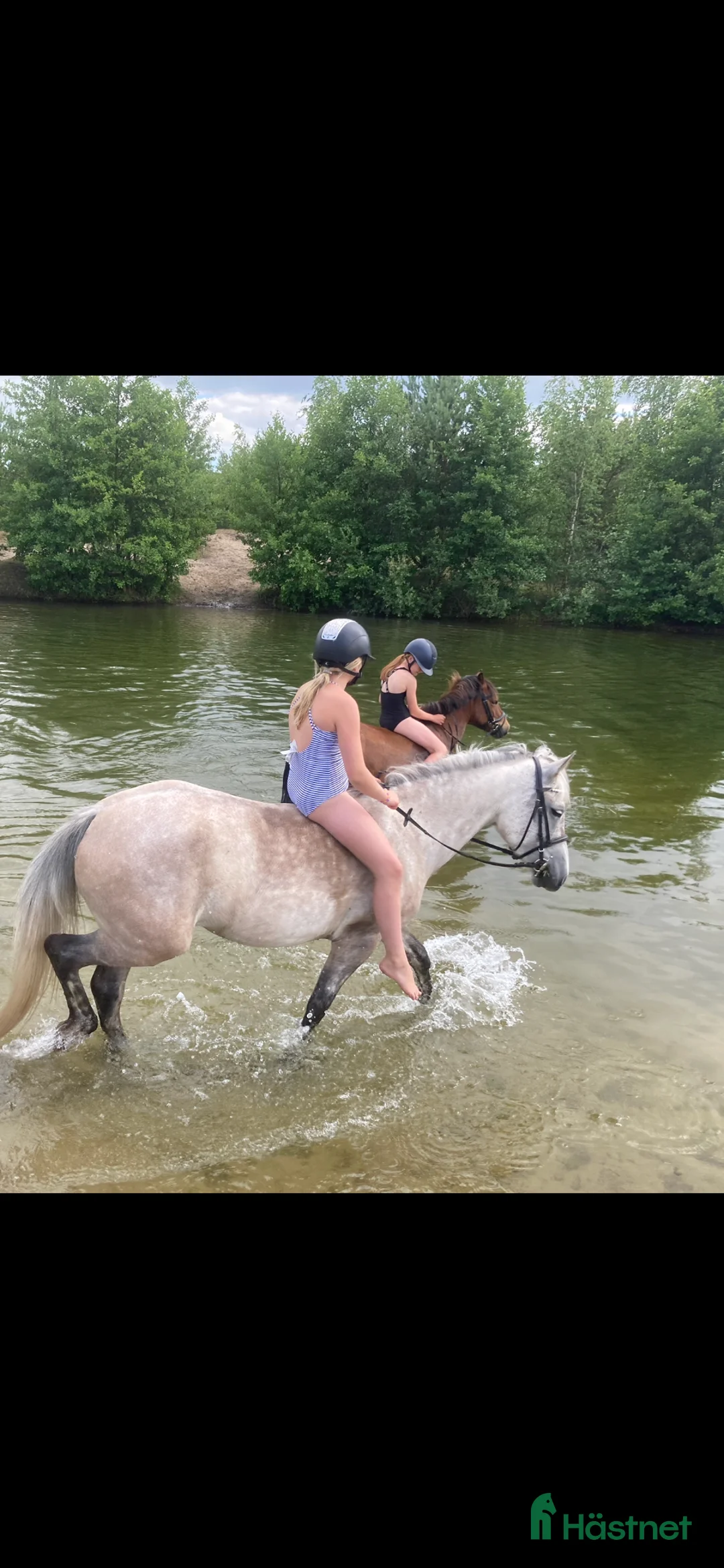 Allround hästar till salu: Fin B-ponny / tävlings ponny - Annons 5