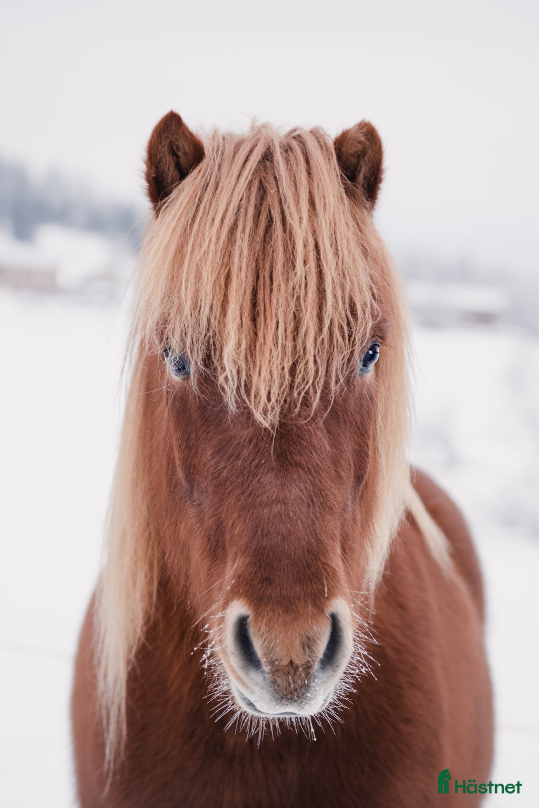 Island hästar till salu: Fantastisk rolig ridhäst med häftig tölt! i Härnösand - Annons 2